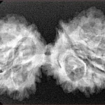 13 Mukhi Gaurishankar 38.9mm 5.74gm - Xray
