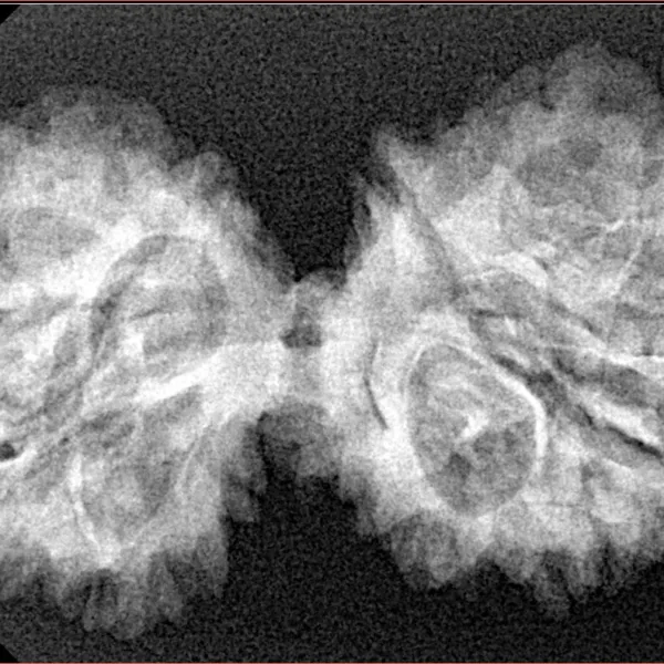 13 Mukhi Gaurishankar 38.9mm 5.74gm - Xray