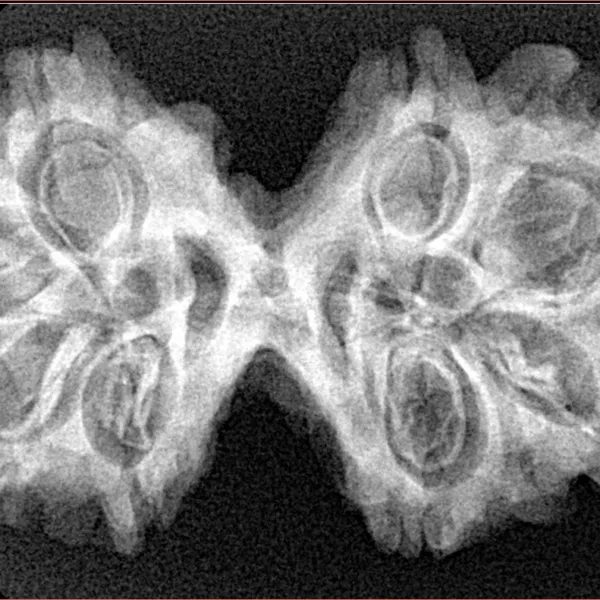 8 MK Gaurishankar 36.5mm 5.8gm - Xray