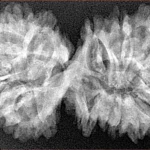 18 Mukhi Gaurishankar 39.6mm 6.33gm - Xray