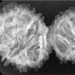 13 Mukhi Garbhgauri 36.7mm 4.86gm - Xray