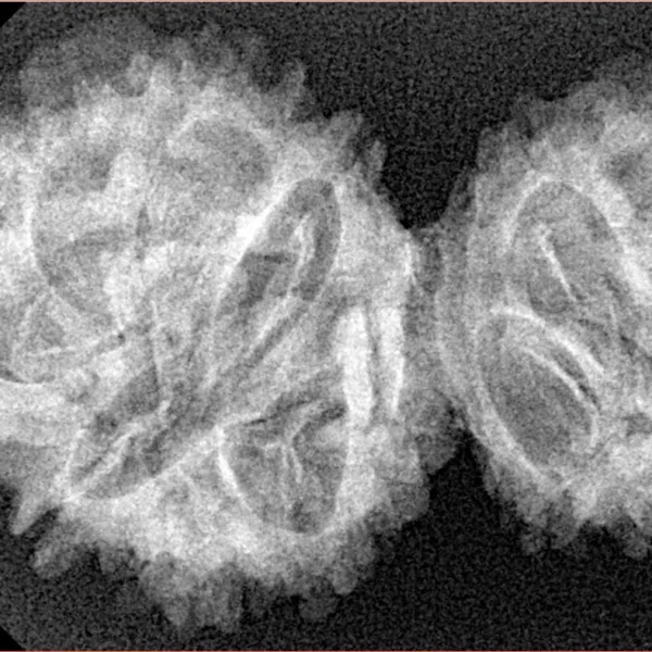 13 Mukhi Garbhgauri 36.7mm 4.86gm - Xray