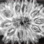 14 Mukhi Rudraksha 33.7mm 7.83gm - Xray
