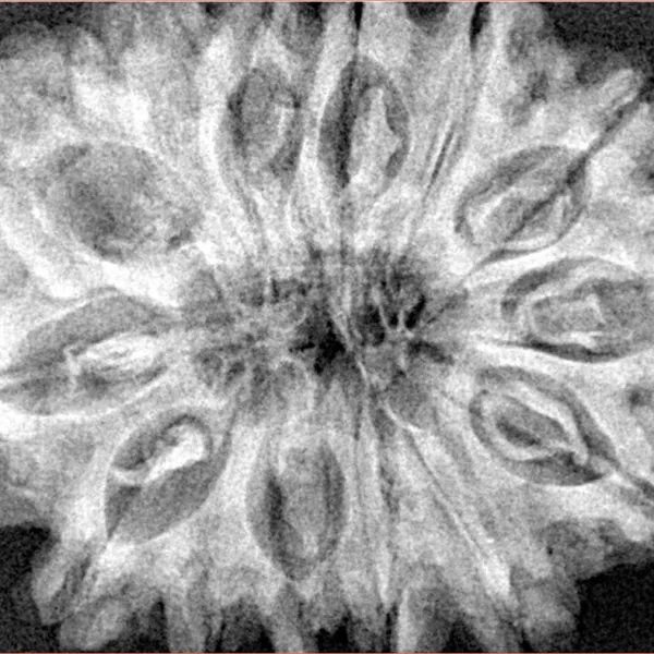 14 Mukhi Rudraksha 33.7mm 7.83gm - Xray
