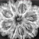 8 Mukhi Rudraksha 32.3mm 7.5gm - Xray