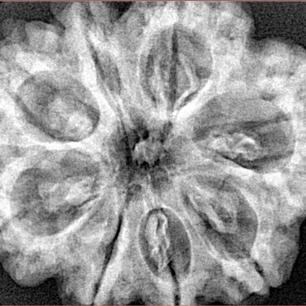 8 Mukhi Rudraksha 32.3mm 7.5gm - Xray