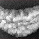 1 Mukhi Rudraksha 34.8mm 4.87gm - Xray