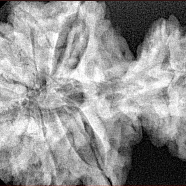 15 Mukhi Garbh Gauri 40.1mm 8.76gm - Xray