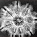 8 Mukhi Rudraksha 29mm 5.1gm - Xray