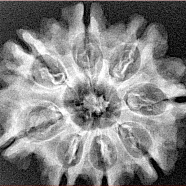 8 Mukhi Rudraksha 29mm 5.1gm - Xray