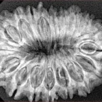 18 Mukhi Rudraksha 31.9mm 5.28gm - Xray