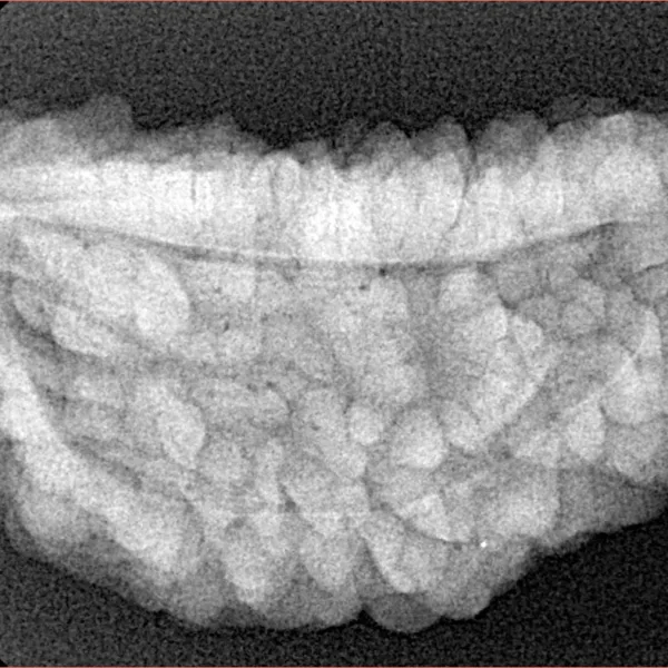 1 Mukhi Rudraksha 33.8mm 5.89gm - Xray