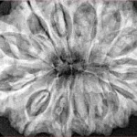 14 Mukhi Rudraksha 34.6mm 8.1gm - Xray