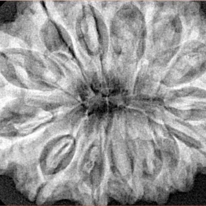 14 Mukhi Rudraksha 34.6mm 8.1gm - Xray
