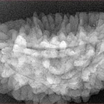 1 Mukhi Rudraksha 36.1mm 5.88gm - Xray