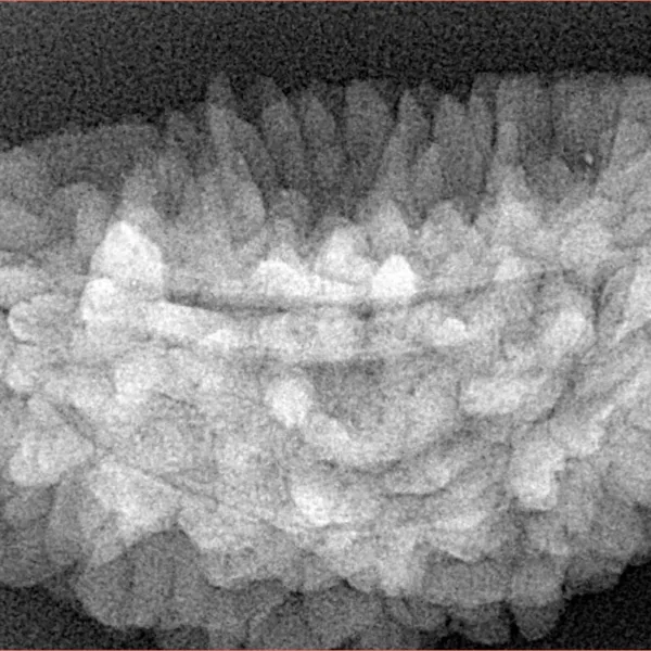 1 Mukhi Rudraksha 36.1mm 5.88gm - Xray