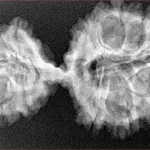 19 MK Gaurishankar 39.1mm 5.49gm - Xray