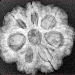 7 Mukhi Rudraksha 26.7mm 5.8gm - Xray