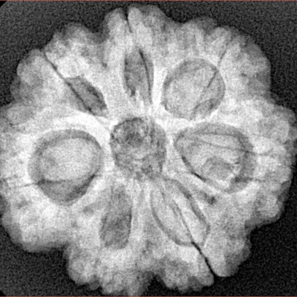 7 Mukhi Rudraksha 26.7mm 5.8gm - Xray