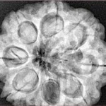8 Mukhi Rudraksha 29.8mm 8.18gm - Xray