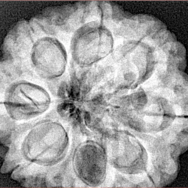 8 Mukhi Rudraksha 29.8mm 8.18gm - Xray