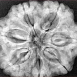 7 Mukhi Rudraksha 29.6mm 8.16gm - Xray