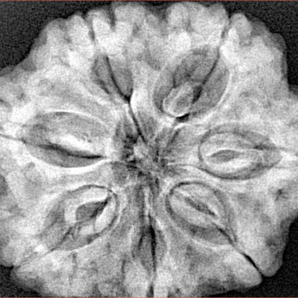 7 Mukhi Rudraksha 29.6mm 8.16gm - Xray