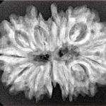 13 MK Gaurishankar 31.2mm 4.71gm - Xray