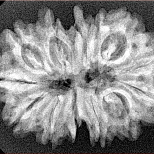 13 MK Gaurishankar 31.2mm 4.71gm - Xray