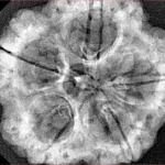 5 Mukhi Rudraksha 30.2mm 6.63gm - Xray