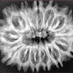 13 Mukhi Rudraksha 32mm 5.82gm - Xray