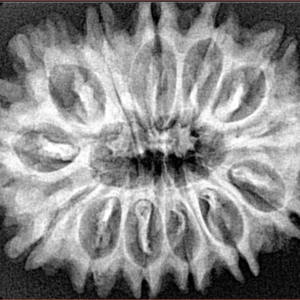 13 Mukhi Rudraksha 32mm 5.82gm - Xray