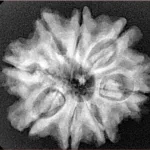 8 Mukhi Rudraksha 26.6mm 4.94gm - Xray