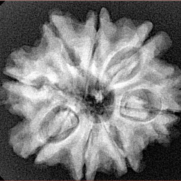 8 Mukhi Rudraksha 26.6mm 4.94gm - Xray