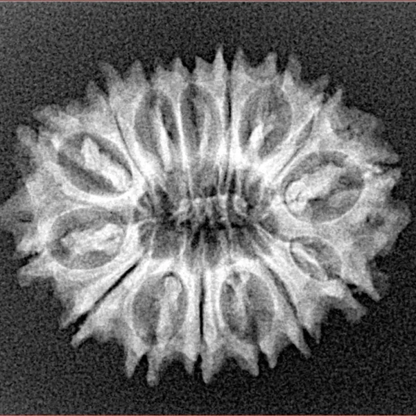 15 Mukhi Rudraksha 24.7mm 2.8gm - Xray