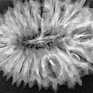 19 Mukhi Rudraksha 32mm 4.07gm - Xray