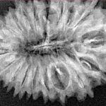 19 Mukhi Rudraksha 32mm 4.07gm - Xray