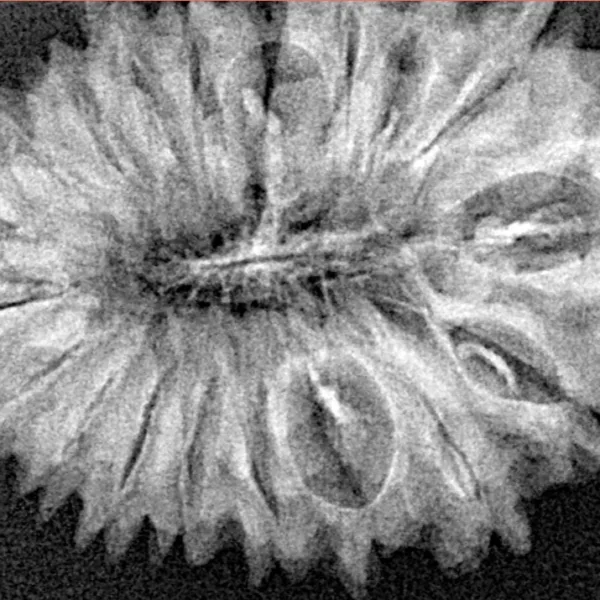 19 Mukhi Rudraksha 32mm 4.07gm - Xray