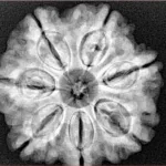 7 Mukhi Rudraksha 26.6mm 6.41gm - Xray