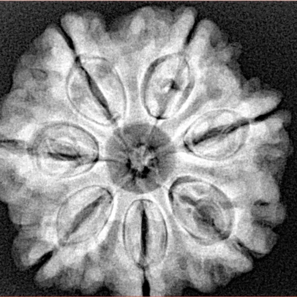 7 Mukhi Rudraksha 26.6mm 6.41gm - Xray