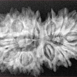 16 MK Gaurishankar 34.8mm 5.92gm - Xray