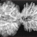 13 Mukhi Gaurishankar 38.4mm 6.92gm - Xray