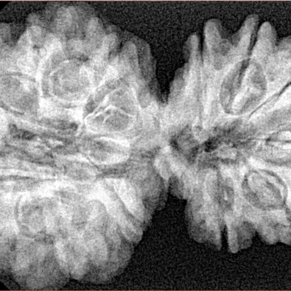 13 Mukhi Gaurishankar 38.4mm 6.92gm - Xray