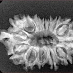 14 Mukhi Ganesh 29.9mm 3.58gm - Xray