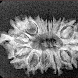 14 Mukhi Ganesh 29.9mm 3.58gm - Xray
