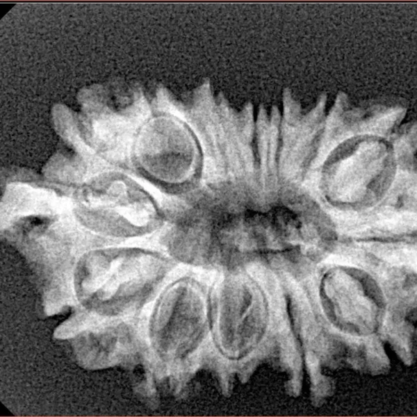 14 Mukhi Ganesh 29.9mm 3.58gm - Xray