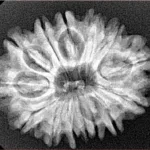 14 Mukhi Rudraksha 28.3mm 4.34gm - Xray