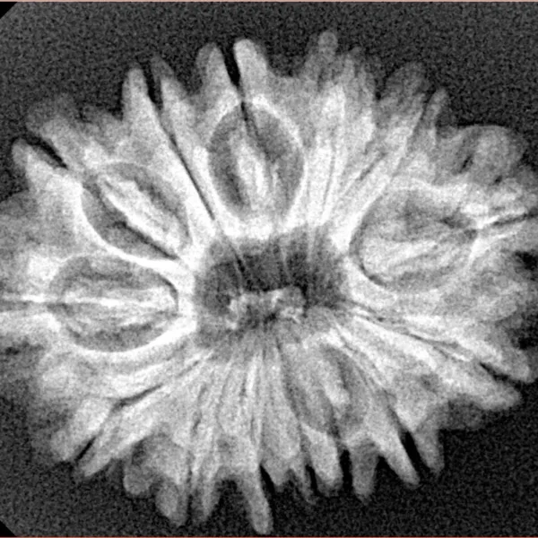 14 Mukhi Rudraksha 28.3mm 4.34gm - Xray