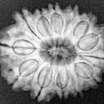 13 Mukhi Rudraksha 25.4mm 4.2gm - Xray