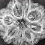 8 Mukhi Rudraksha 29.4mm 5.45gm - Xray